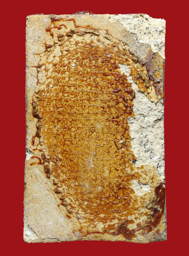 รูปที่อัปโหลด